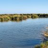 LA Wetlands Jeanne Allen 750x500_0.jpg