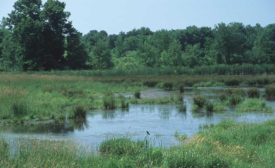 wetland